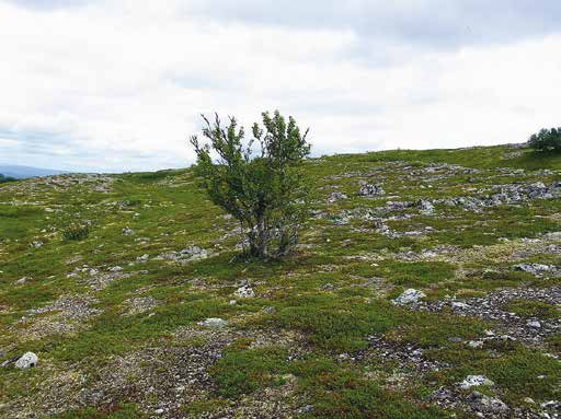 9 Gråsidan V Berggrunden utgörs huvudsakligen av vemdalskvartsit och floran är artfattig. Frostsprängda block och blockrik morän täcker större delen av kalfjället.