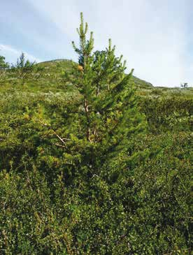 (Pinus sylvestris) År/fotodatum