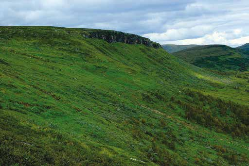 13 Hamrafjället SSO Hamrafjället är ett välkänt och botaniskt mycket rikt subalpint sydväxtberg. Berggrunden består av lättvittrade skifferbergarter.