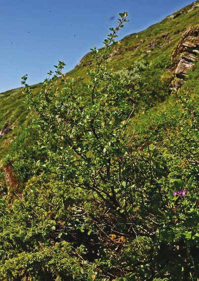 (Betula pubescens ssp.