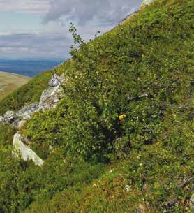(Betula pubescens ssp.