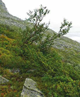(Betula pubescens ssp.