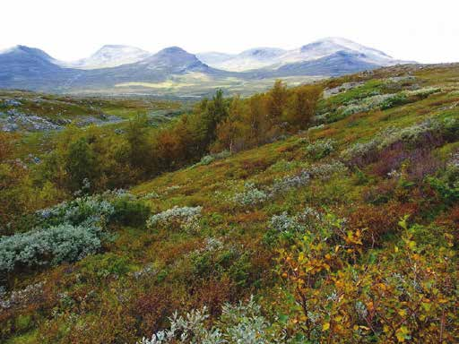 17 Hårdeggen NV Hårdeggen NV är starkt vindexponerad och torr i de övre delarna där skarpa rishedar och vindblottor karaktäriserar