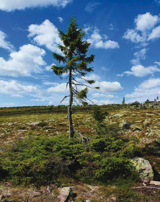 Omdrev Dalarnas Län De undersökta lokalerna i Dalarnas län återfinns inom ett område som sträcker sig från Slagufjället i norr till Transtrandsfjällen med Gammalsätersfjället längst i söder.