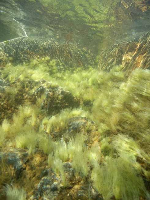 Länsstyrelsen Västernorrland avdelningen för Miljö och Natur 2010: 23 Marin dykinventering