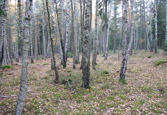 Den östra delen av den gräsbevuxna marken är kraftigt störd av olika slags nedgrävda ledningar.