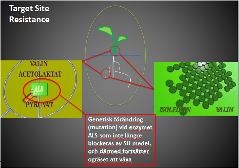 Resistens (ALS