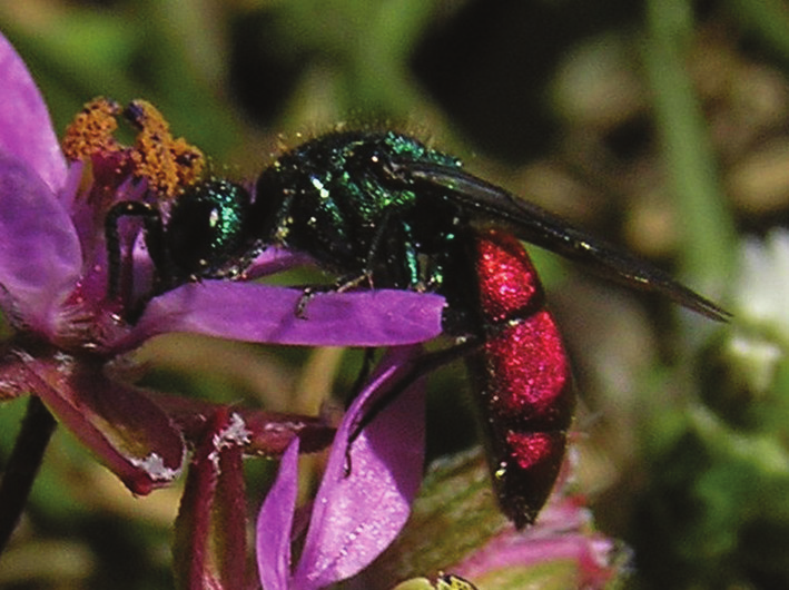 Cleptes nitidulus RR En guldstekel Chrysididae En ca 5 mm stor guldstekel där mellankroppen är orange- och blågrönmetallisk, och där bakkroppen är orange och svart.