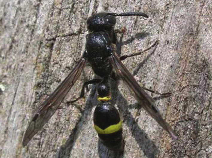 Discoelius zonalis RR En solitär geting Eumeninae En 15-20 mm stor geting som är helsvart förutom två gula ränder på bakkroppen. Discoelius zonalis är en vedlevande solitär geting.