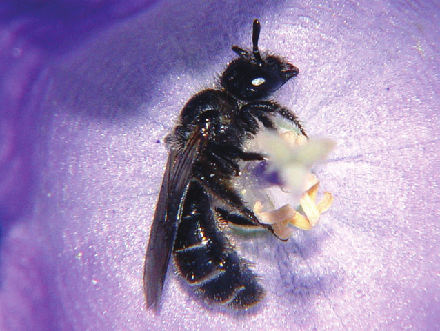 Dufourea dentiventris NT Ängssolbi Halictidae Ett 7-8 mm stort svart bi med ljusa ränder på bakkroppen. Ängssolbiet samlar endast pollen från klockväxter Campanula ssp.