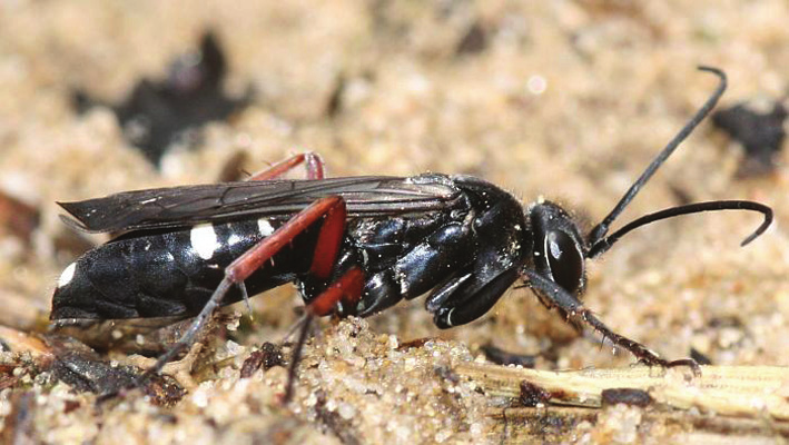 Episyron albonotatum RR Sexfläckig riddarvägstekel Pompilidae En 7-15 mm stor svart vägstekel med tre par vita fläckar på bakkroppen och övervägande orange ben.