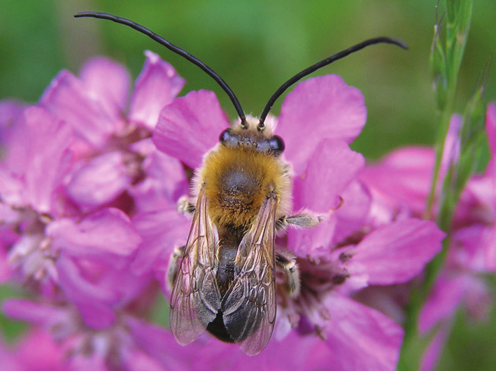 Eucera longicornis RR Långhornsbi Apidae Ett stort (14-16 mm) och kraftigt byggt bi med randig bakkropp och rödbrun behåring på mellankroppen. Hanen känns lätt igen på de långa antennerna.