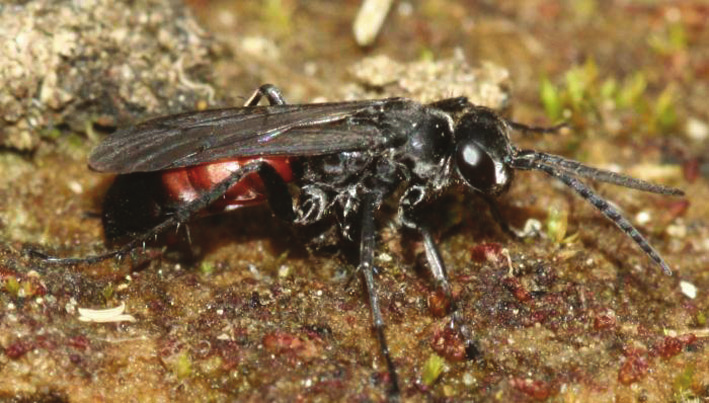 Evagetes dubius RR Mindre snyltvägstekel Pompilidae En 4-7 mm stor vägstekel där honan har orange främre bakkroppshalva, hos hanen endast antydan till orange, i övrigt svartgrå.