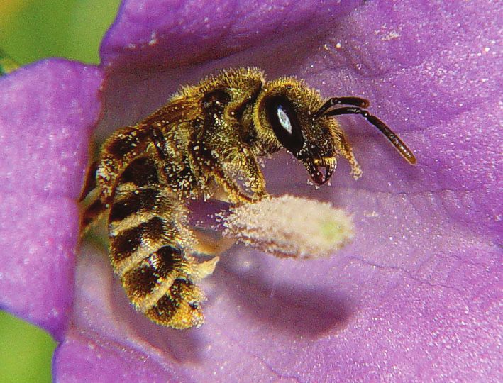 Halictus confusus NT Kustbandbi Halictidae Ett 6-9 mm stort svagt metallglänsande bandbi.