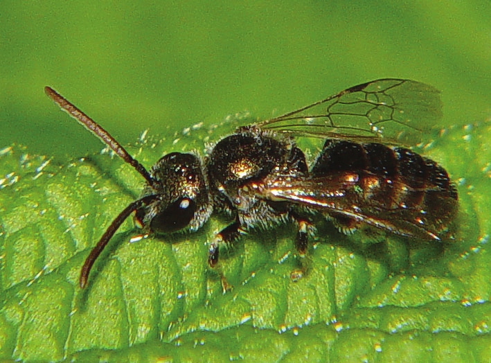 Lasioglossum aeratum NT Guldsmalbi Halictidae Ett ca 5 mm stort smalbi med metalliskt gulgrönt huvud och mellankropp.