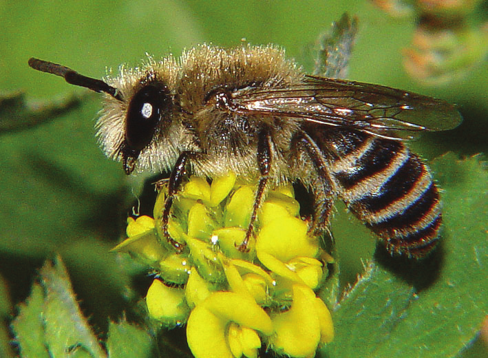 Colletes marginatus NT Klöversidenbi Colletidae Klöversidenbiet är ett 7-10 mm stort bi med en gul- och svartrandig bakkropp.