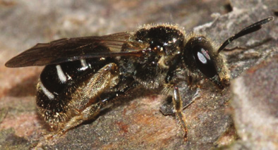 Lasioglossum quadrinotatulum EN Reliktsmalbi Halictidae Ett 7-8 mm stort glänsande svart smalbi.