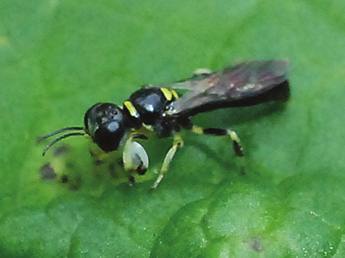 Crossocerus palmipes NT En rovstekel Crabronidae En 5-8 mm stor rovstekel med helsvart kropp, men med gula markeringar på benen.