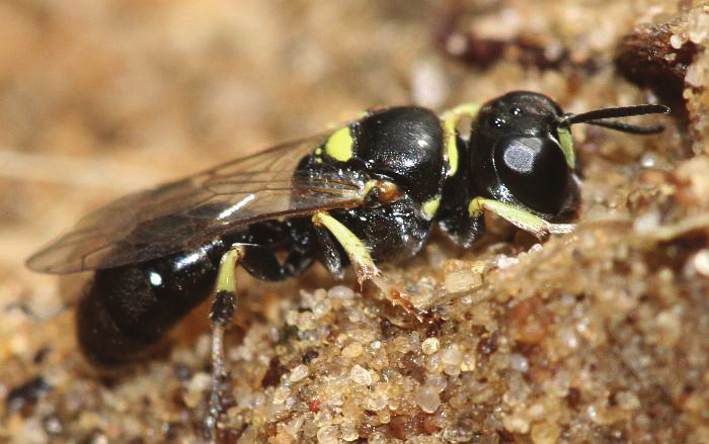 Crossocerus walkeri RR En rovstekel Crabronidae En 5-8 mm stor rovstekel med helsvart kropp, men med gula markeringar på benen.