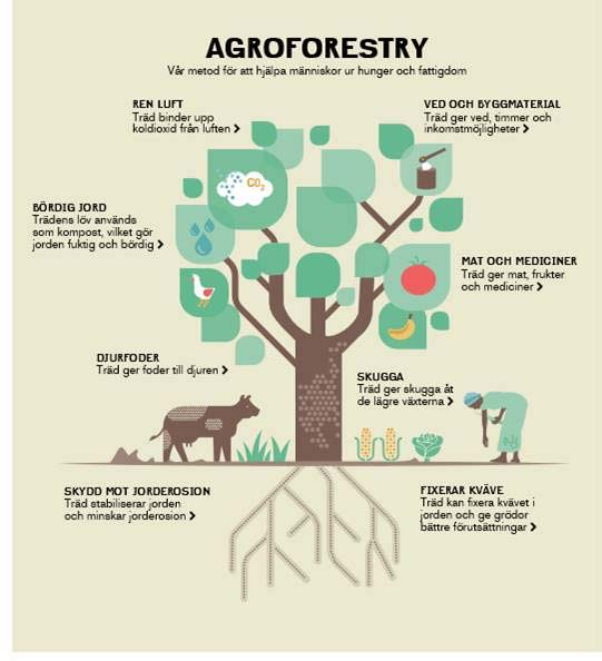 Vi-skogens prioriterade arbetsområden är: Hållbart klimatanpassat jordbruk baserat på agroforestry och rätt till mat