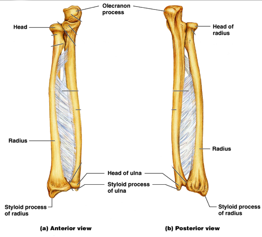 Metacarpalben (I-V) Carpalben Trapetzium,Trapetzoideum, Scaphoideum, Lunatum, Triquetrum, Pisiforme, Hamatum, Capitatum Leder IP DIP