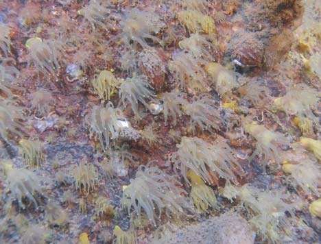 korallstruktur (Lophelia pertusa) på