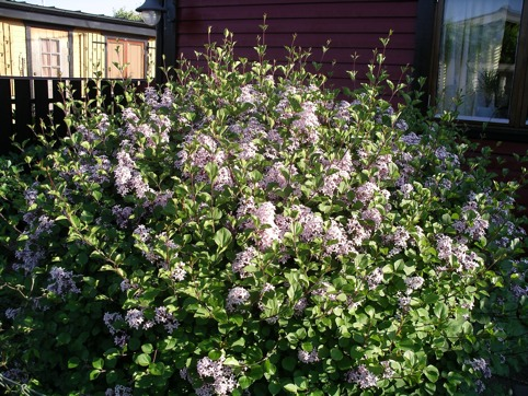 KOLONI 273 Ovanligt stor, fin småbladig syren (Syringa