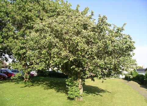 ÄRTHOLMENS SOMMARSTAD På gräsmaaan