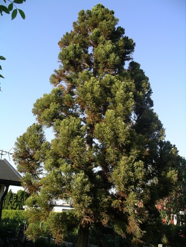 KOLONI 61 Kryptomeria (Cryptomeria japonica) *llhör familjen cypressväxter, förekommer främst i Japan och