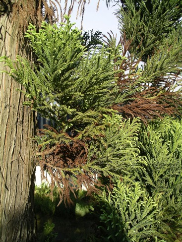 KOLONI 186 Kryptomeria (Cryptomeria japonica) *llhör familjen cypressväxter.