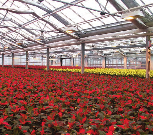 Undvik att spruta i blommande kulturer Följande kulturer tål, enligt erfarenhet, de rekommenderade doseringarna: Adiantum tenerum, Anthurium andreanum hybrider, Anthurium scherzianum hybrider,