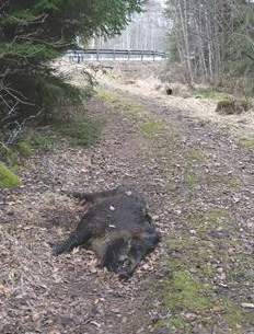 Så här gör du om du kolliderar med vilt Enligt 26 i Jaktlagen och 40 i Jaktförordningen måste en sammanstötning mellan motorfordon och björn, varg, järv, lodjur, älg, kronhjort, dovhjort, rådjur,