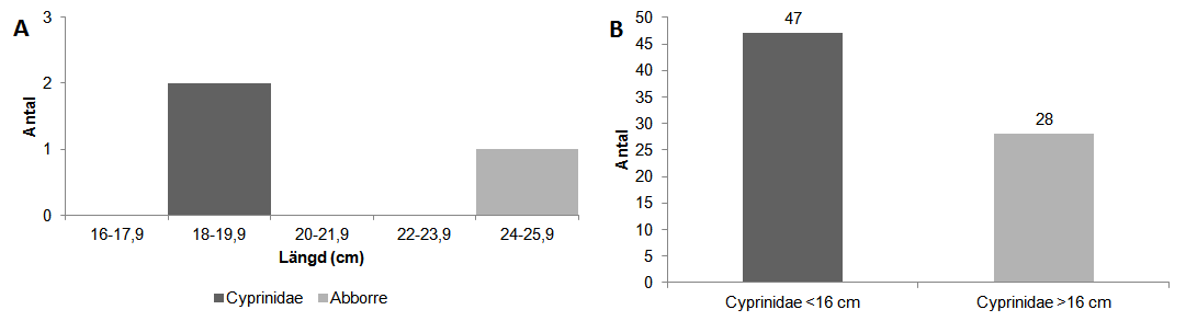 11 Figur 7. Fångsterna från ryssjan (A) och översiktsnätet (B) i Byviken. Den ljusare färgen i figur (B) symboliserar fisk med möjlighet att fastna i ryssjan (>16 cm). Figure 7.