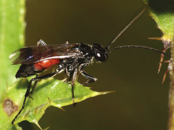 Priocnemis cordivalvata En vägstekel Pompilidae En relativt liten vägstekel (5-7 mm) som liksom många andra arter av vägsteklar har en rödorange främre bakkroppshalva, i övrigt svart.