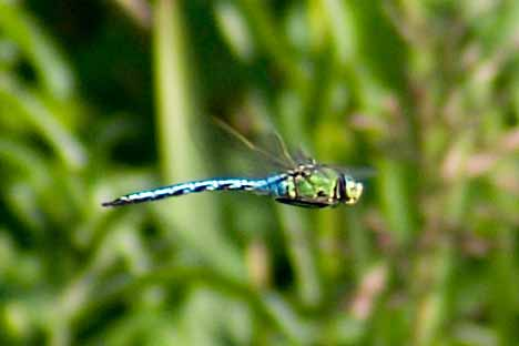 Kejsartrollslända (Anax imperator) Kejsartrollsländan är Europas största trollslända och uppträder oregelbundet i Sverige.