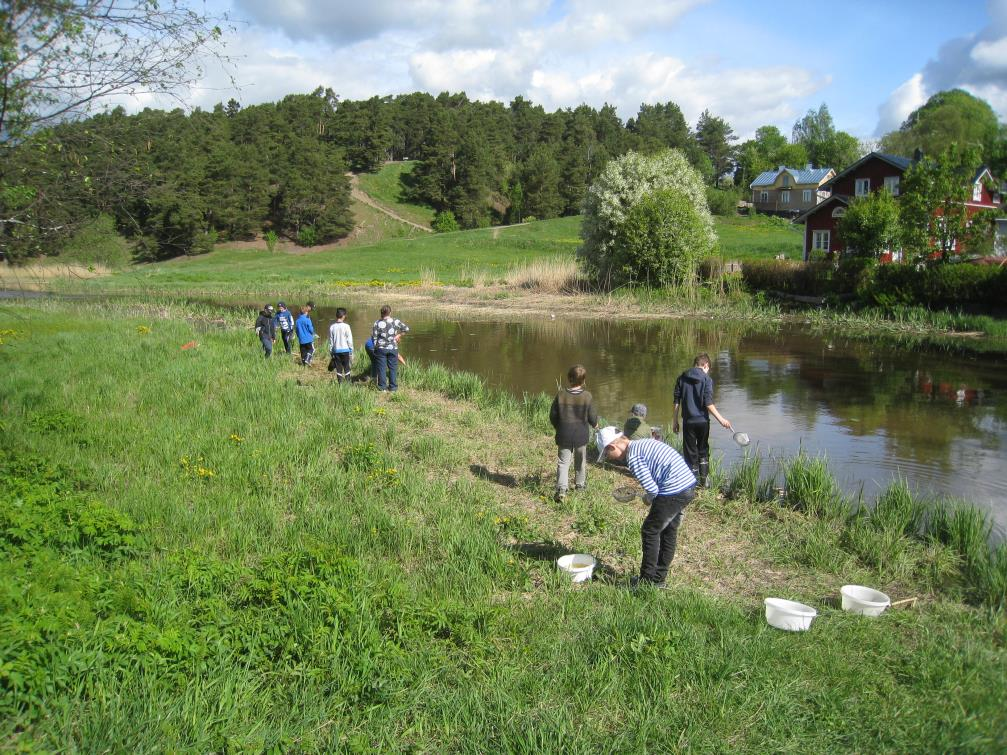 Utbildning om vattensmåkryp i maj Torsdagen 11.5 kl. 15-17 erbjuder naturskolan personalen inom småbarnsfostran en möjlighet att delta i en utbildning om vattensmåkryp.