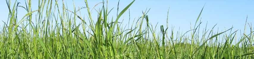 Svenska Vallbrev Utges av Svenska Vallföreningen Internet: www.svenskavall.se Nr 5. Sep 2014 Majsensilage till mjölkrastjurar Majsens egenskaper varierar beroende på skördetid.