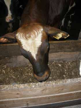 Ekonomiska beräkningar visade sämst lönsamhet för sent skördat majsensilage utfodrat som enda grovfoder (1 085 jämfört med 1 507 kr/tjur som ett genomsnitt för de övriga tre behandlingarna) trots att