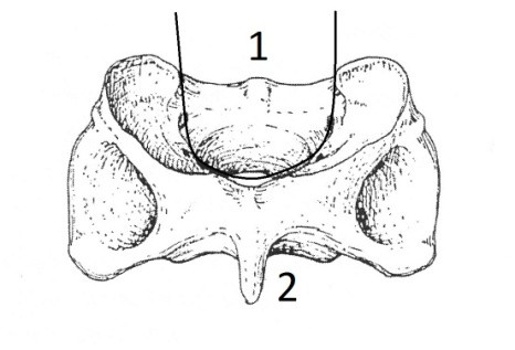 Delkodning av element Rörbenen av däggdjur är delade i fem delar, kotor, bröstben och revben i