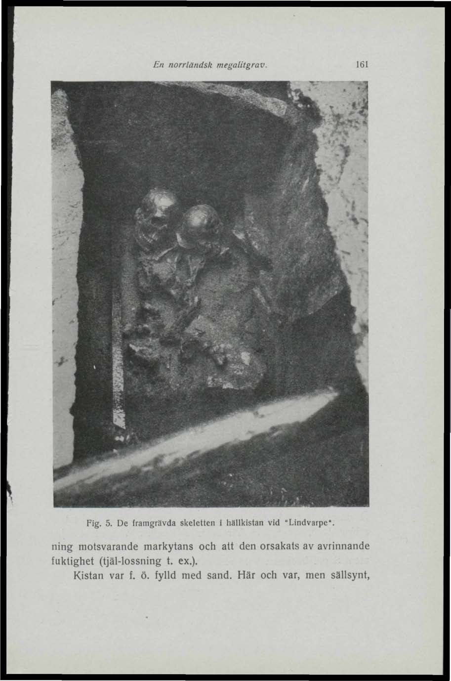 En norrländsk megalitgrav. 161 Fig. 5. De framgrävda skeletten i hällkistan vid "Lindvarpe*.