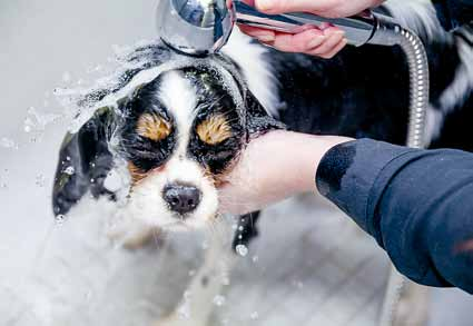 ostaci šampona mogu izazvati svrbež i ljuštenje kože kod nekih ljubimaca. Za vrlo osjetljive životinje postoje specijalni šamponi koji ne sadrže sapunske sastojke.