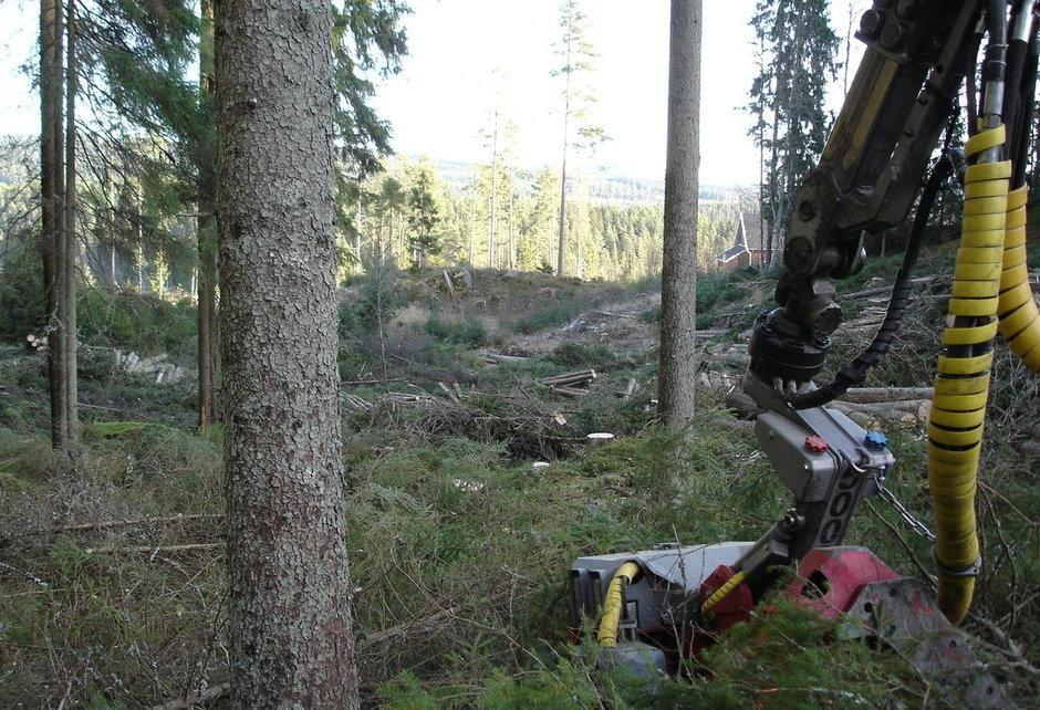 Emil Fahlén Examensarbete i skogshushållning, 15 hp