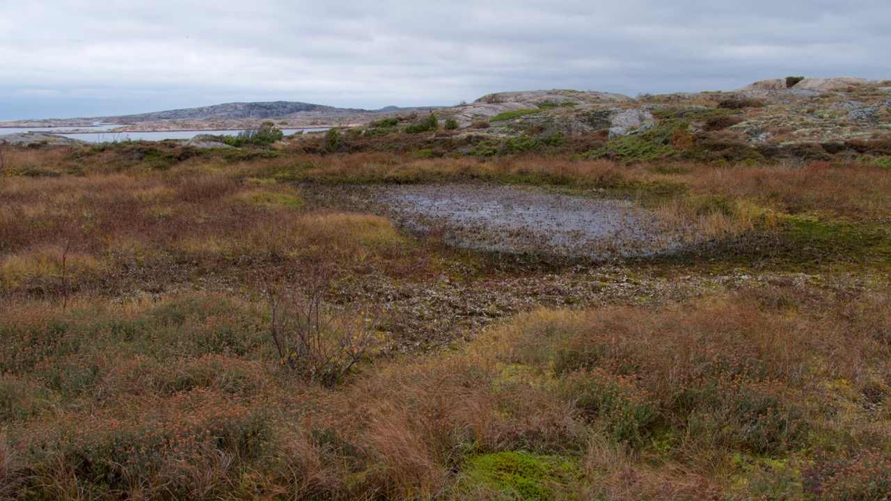 6 Damm 4, 20 oktober 2016. Dammen var nästan torrlagd vid fält besöket. Våtmarksområde med stor potential för groddjur.