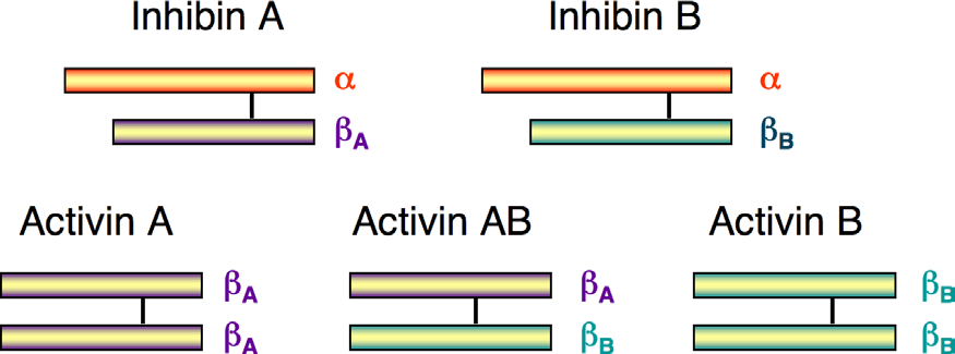 Inhibiner Inhibin A och B i ovariernas granulosaceller Inhibin B i testiklarnas