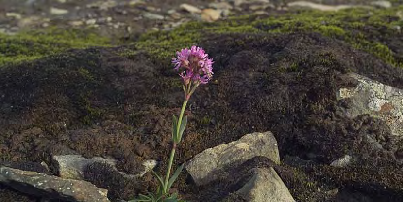 Viscaria alpina (Lychnis alpina) en blomma som kan växa på kopparrik mark.