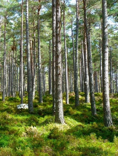 Skogliga grunddata, till nytta för en bred skara användare som behöver bra beskrivande underlag av skogen och terrängen.