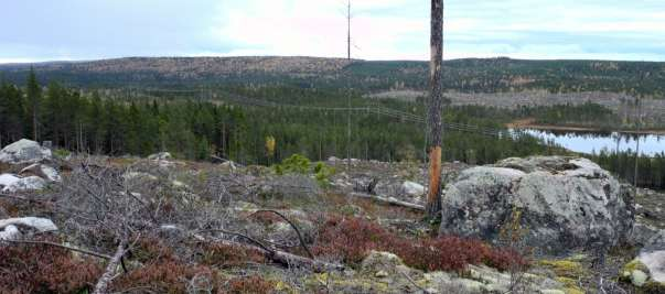 vanlig syn. Men det moderna industriskogsbruket där naturskogar avverkas till fördel för planterade monokulturer med tall och gran skapar ekologiska öknar av det svenska skogslandskapet.