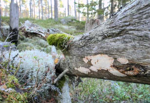 även naturen få leva för att kunna ge besökarna något i gengäld i form av naturupplevelser utöver det vanliga.