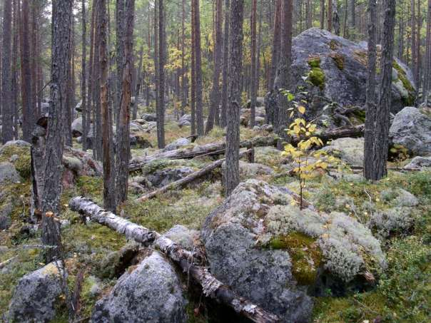 3. Väster om Storejen (2319 hektar) Detta storområde är hjärtat i den norra delen av Oreskogen. Här finns redan idag ett reservatsförslag och Sveaskogs ekopark Ejheden.