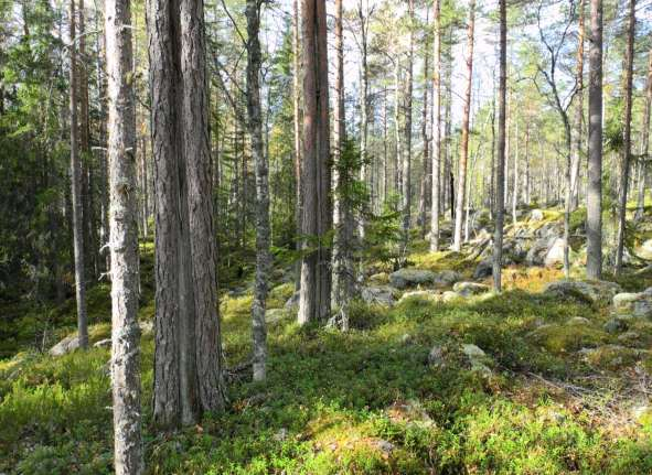 10. Hålskärstjärnarna väster om Gåsbergets NR (810 hektar) Detta jätteområde hänger ihop med det unika Gåsbergets naturreservat som är en av landets allra finast utvecklade lövbränna med fantastiska